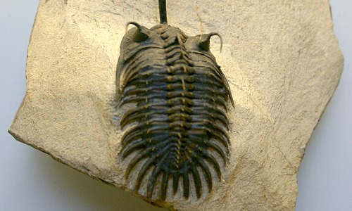 Trilobie Fossil